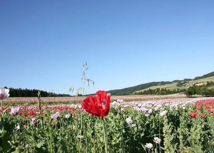 Hotel Mohnhotel - Bergwirt Schrammel 3*